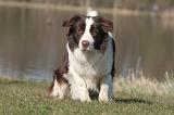 BORDER COLLIE 1443